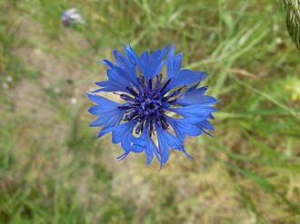 Метличина „Blue Boy“ — семена