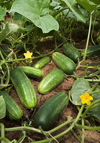 Краставица „Boston Pickling“ — семена