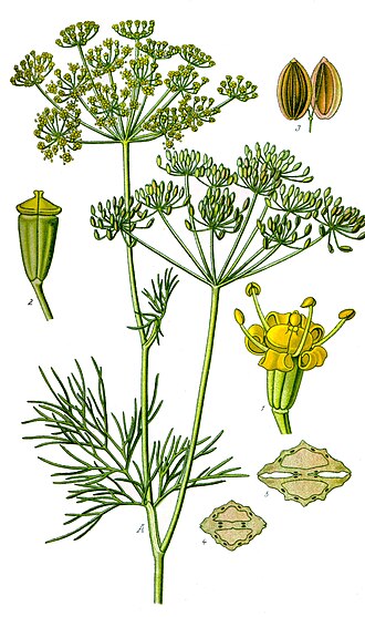 Копър „Bouquet“ — семена