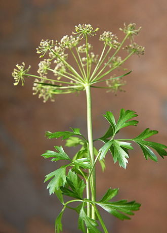 Магданоз „Italian Flat Leaf“ — семена