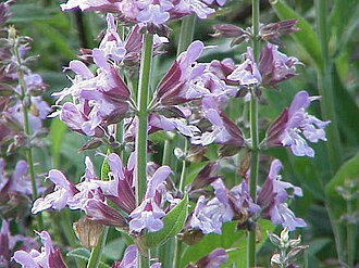 Градински чай „Broadleaf“ — семена