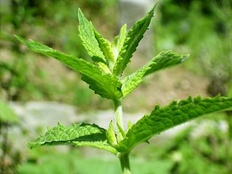 Мента „Spearmint“ — семена